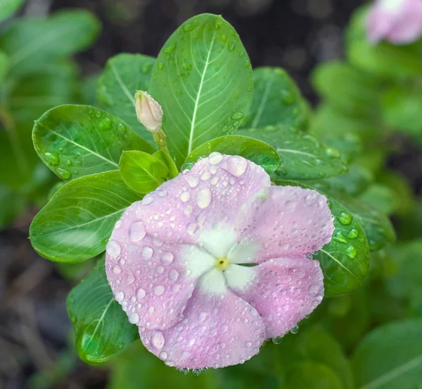 stock image Impatiens Covered in Dewdrops