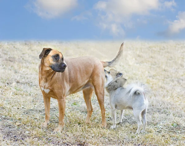 Cani ottenere familiarità — Foto Stock