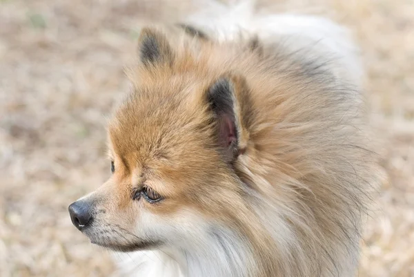 Cane Pomerania carino di profilo — Foto Stock