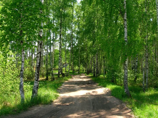 숲도로 — 스톡 사진