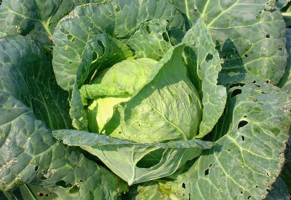 stock image Cabbage