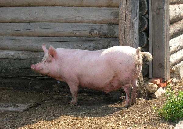 Свиня — стокове фото