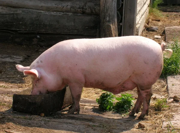 Świnia — Zdjęcie stockowe