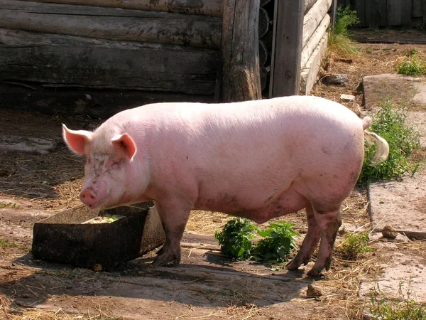 Schwein lizenzfreie Stockfotos