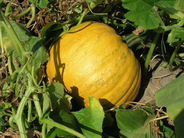 stock image Yellow pumpkin