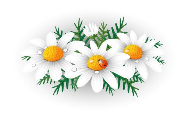 Chamomiles clipart