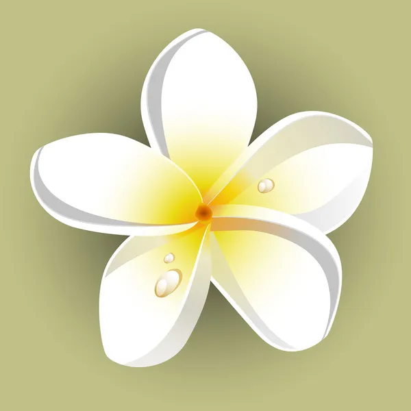 Witte plumeria (frangipani) — Stockvector