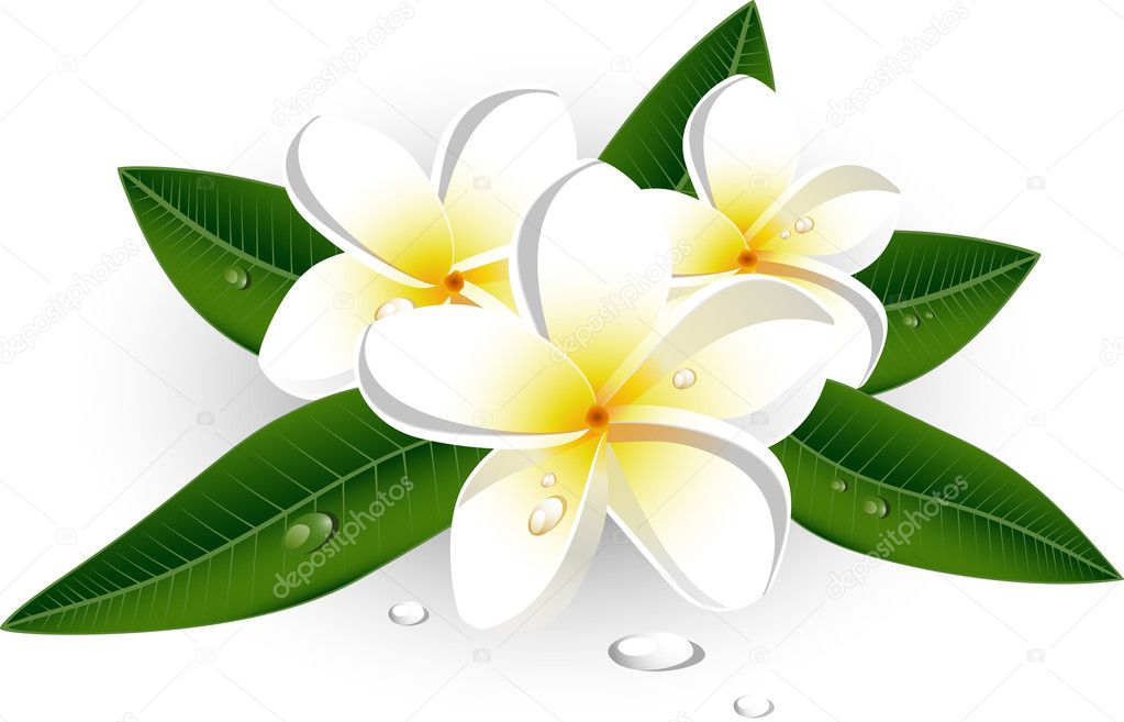 White plumeria Frangipani  Stock Vector © jara3000 4736318