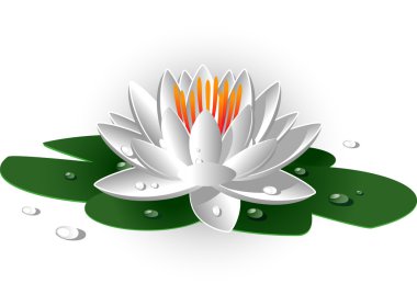 Beautiful white waterlily over white. EPS 8, AI, JPEG clipart