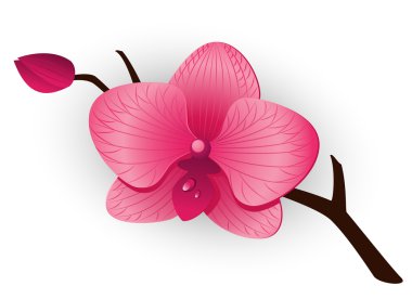 Beautiful pink Orchid clipart