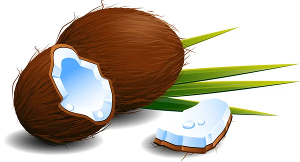 Kokosnüsse — Stockvektor