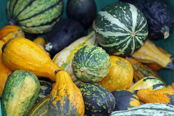 Stock image Zierkürbisse