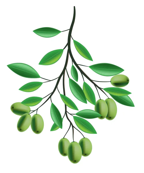 Olive Branch ilustración — Vector de stock