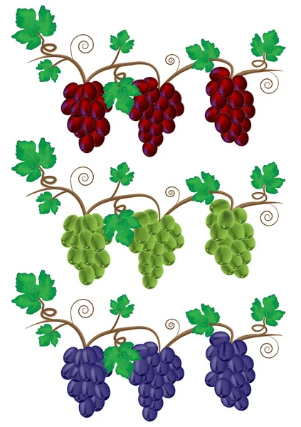 Stock vector Grape and Vine illustration