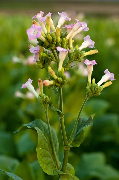 Flor de la planta de tabaco Imagen de archivo
