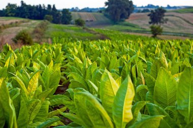 Tobacco plants clipart