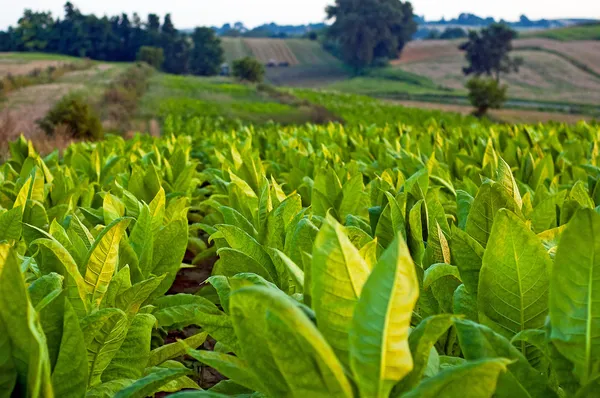 Rostliny tabáku — Stock fotografie