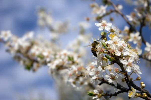 Bi och blomma trädgren — Stockfoto