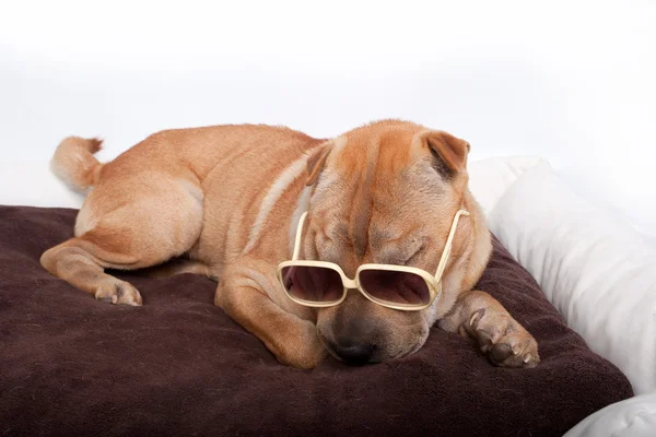 stock image Sharpei dog wearing sunglass