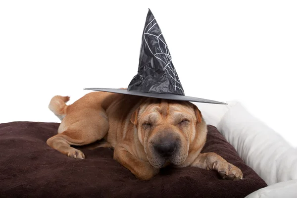 stock image Halloween dog