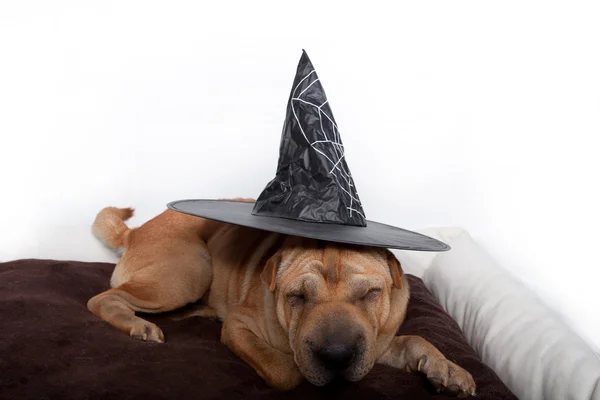 Halloweeni kutya — Stock Fotó