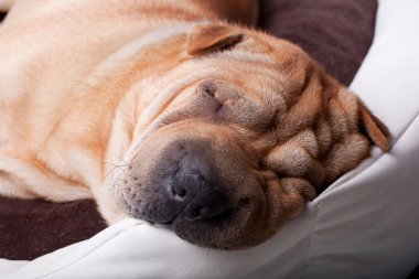 yatakta uyuyan sharpei köpek