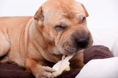 sharpei köpek