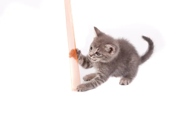 Pussy Cat Playing Ribbon — Stock Photo, Image