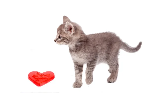 Valentine Heart Pussy Cat — Stock Photo, Image