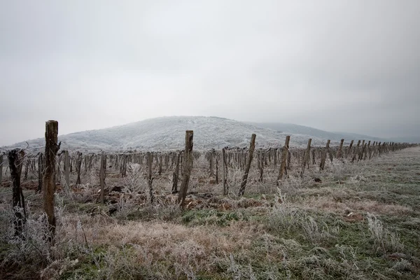冬季风景与干葡萄葡萄酒 — 图库照片