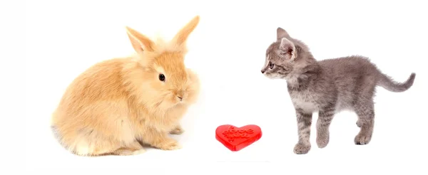 Valentine hjärta och fitta katt och kanin — Stockfoto