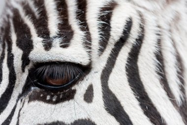 Zebra yüz - göz ile detay