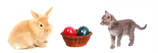 Wielkanoc królik i kot — Zdjęcie stockowe