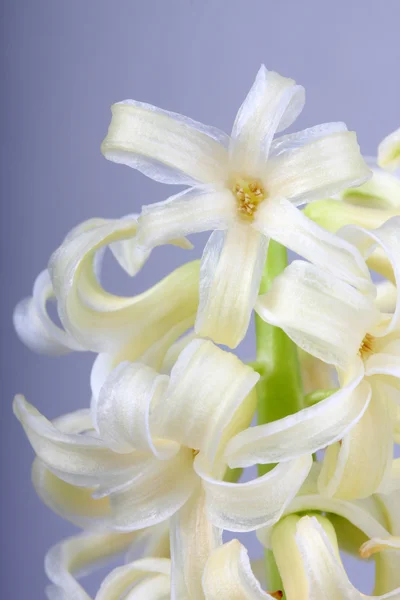 Hermoso Narciso Primavera Estudio — Foto de Stock