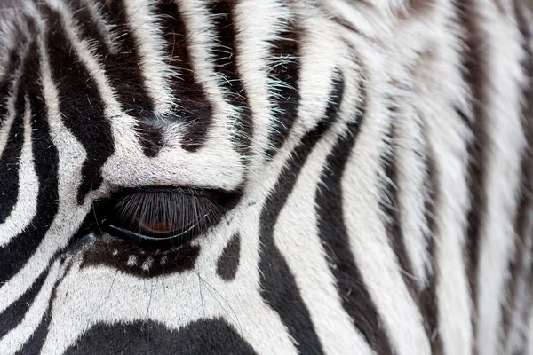 stock image Zebra face to face