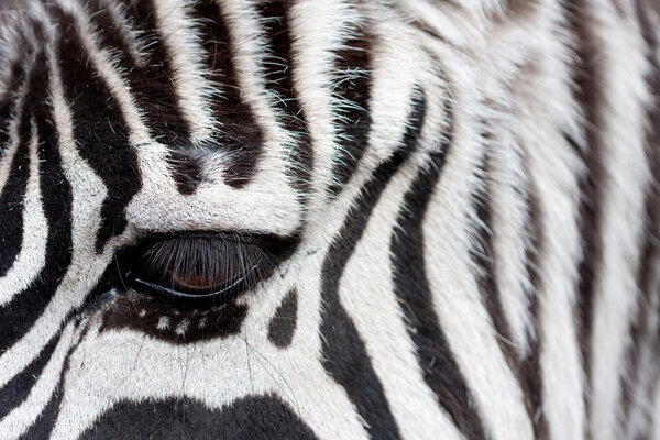Zebra face to face