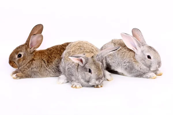 Молодые Кролики Белом Фоне — стоковое фото