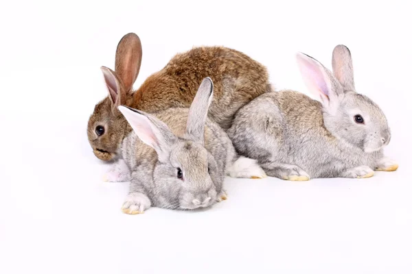 Кролики — стоковое фото