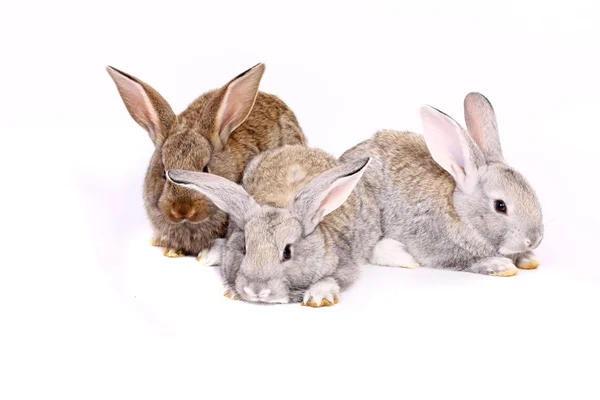 Conigli giovani — Foto Stock