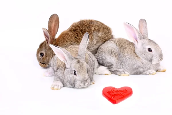 Unga Kaniner Över Vit Bakgrund — Stockfoto