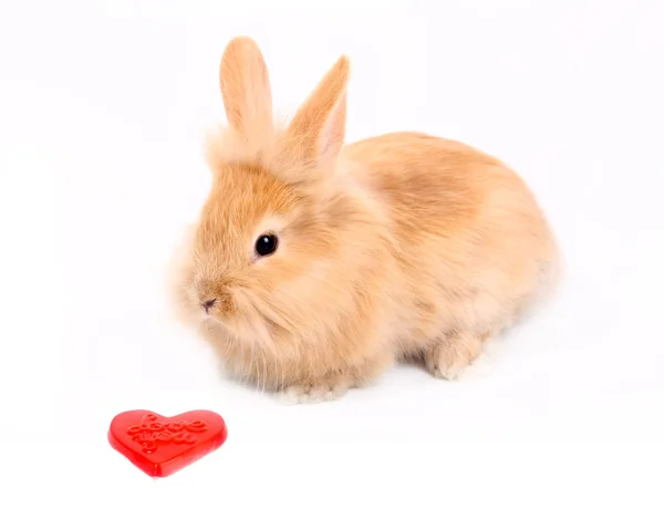 Stock image Curious young rabbit with red heart