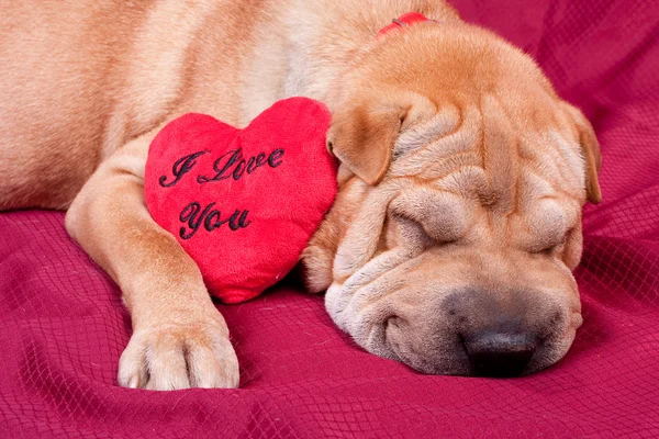 Valentine dog — Stock Photo, Image