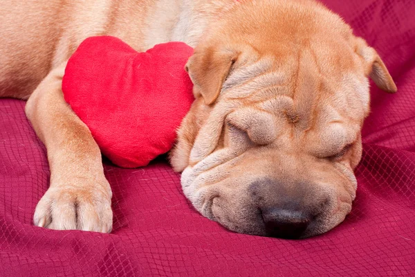 Valentine Sharpei Hund Mit Herz — Stockfoto