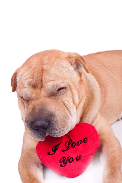 stock image Valentine sharpei dog with heart