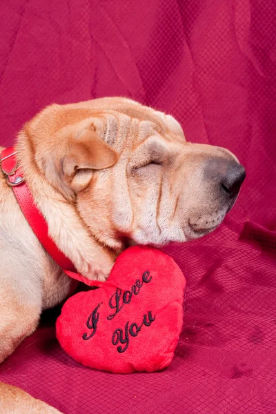 San Valentín perro — Foto de Stock