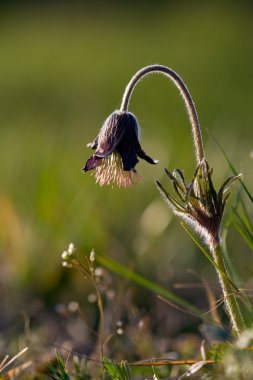 siyah pulsatilla