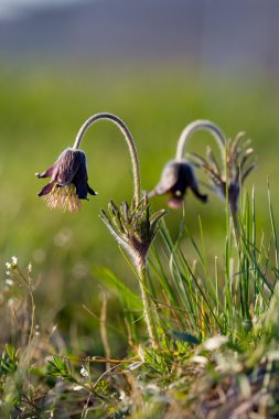 siyah pulsatilla