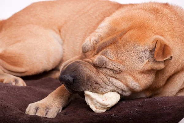 Sharpei Dog Chewing Food — Stock Photo, Image