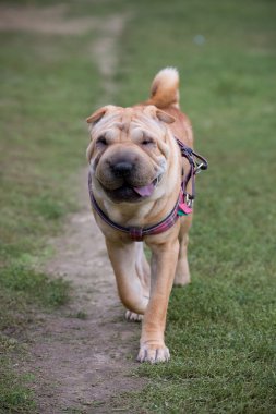 sharpei köpek