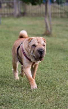 sharpei köpek parkında çalışıyor